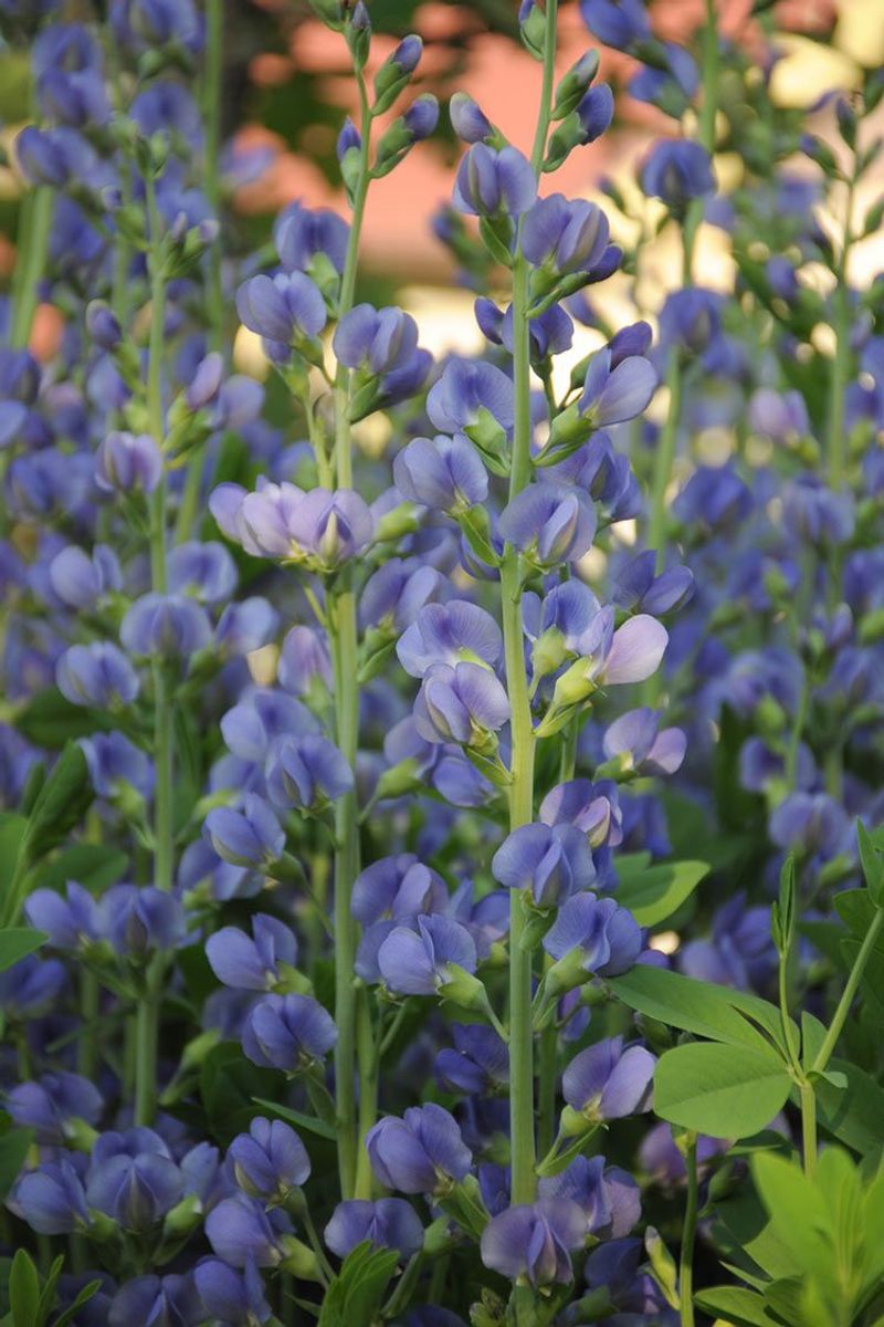 Blue False Indigo (Baptisia) – Native shrub-like perennial with lupine-like flowers.