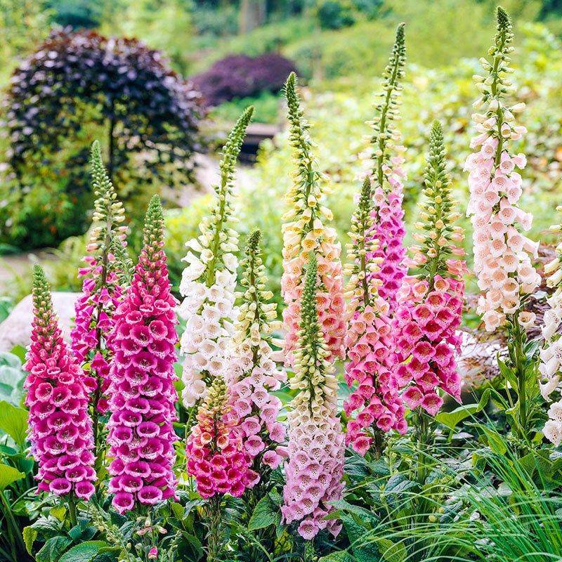 Foxglove Fantasy