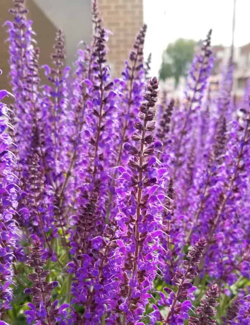 Salvia
