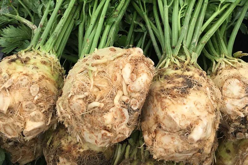 Celery Root (Celeriac)