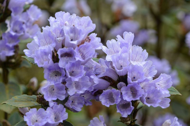 Neelakurinji