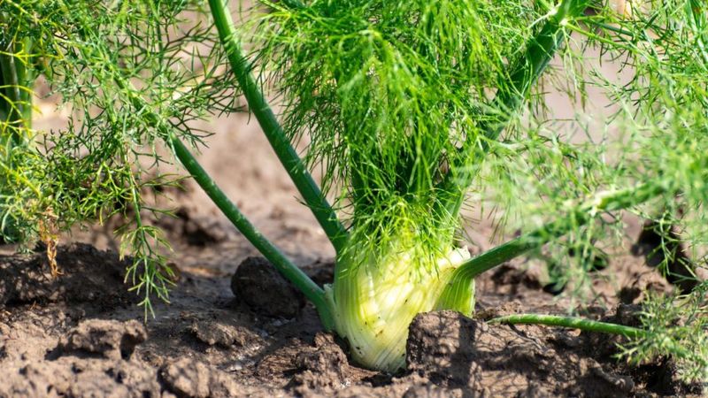 Fennel
