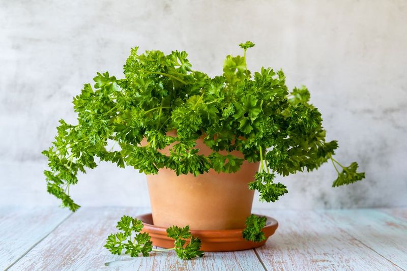 Parsley