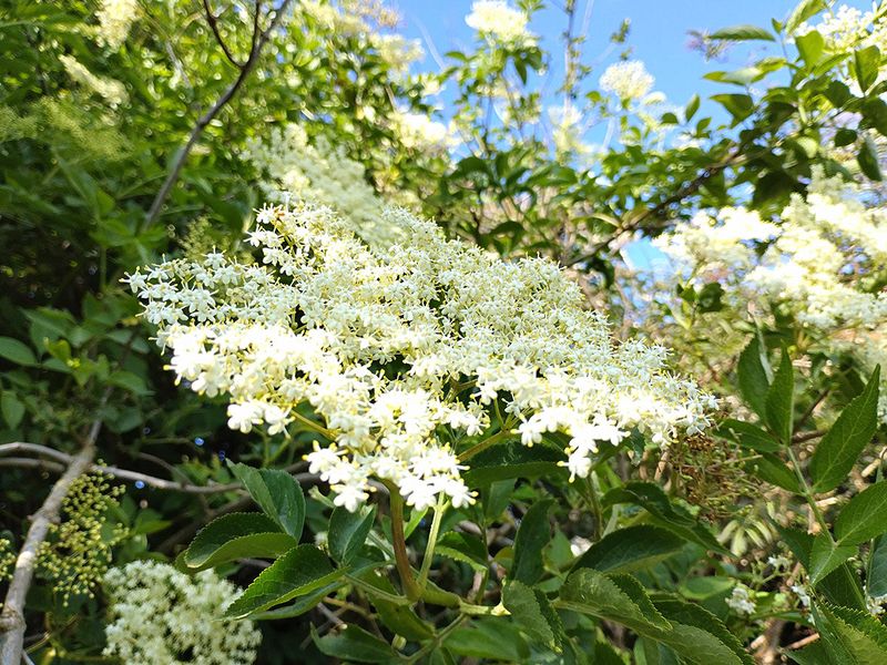 Elderflower