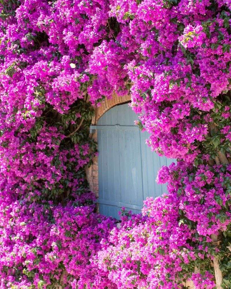 Bougainvillea