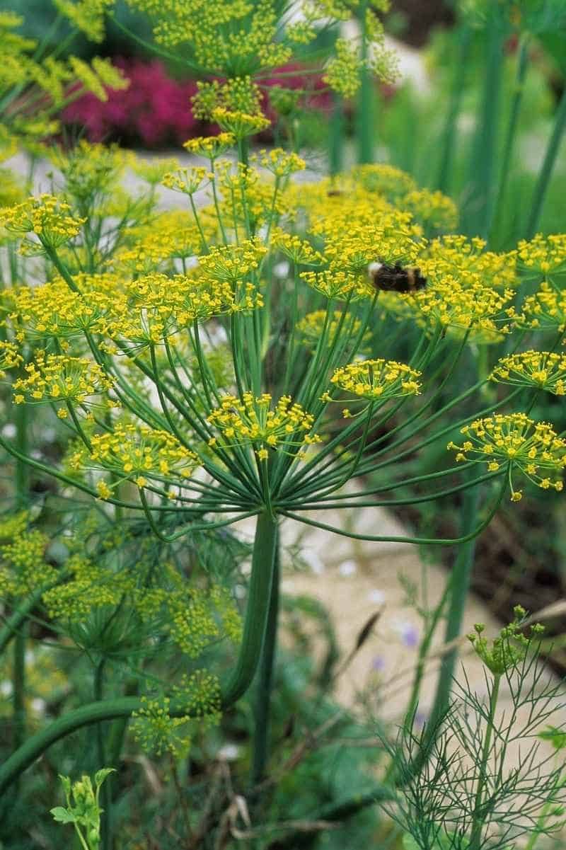 Dill (Anethum graveolens)