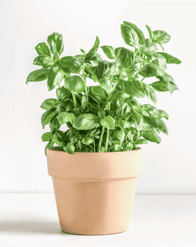 Basil - The Summer Sunshine Herb