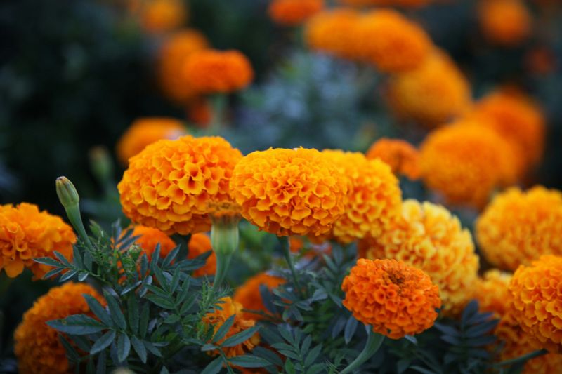Marigold - Golden Guards Against Garden Pests