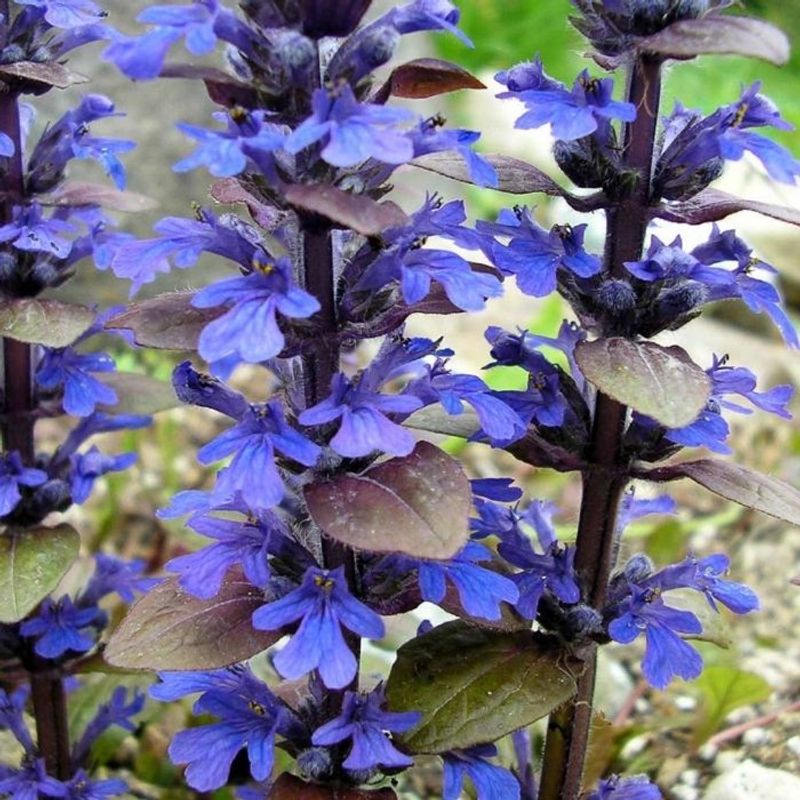 Ajuga genevensis (Geneva Bugleweed)