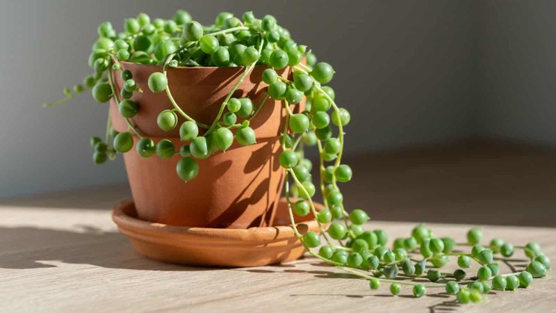 String of Pearls (Senecio rowleyanus)