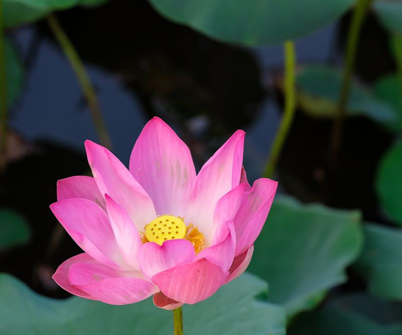 Sacred Lotus