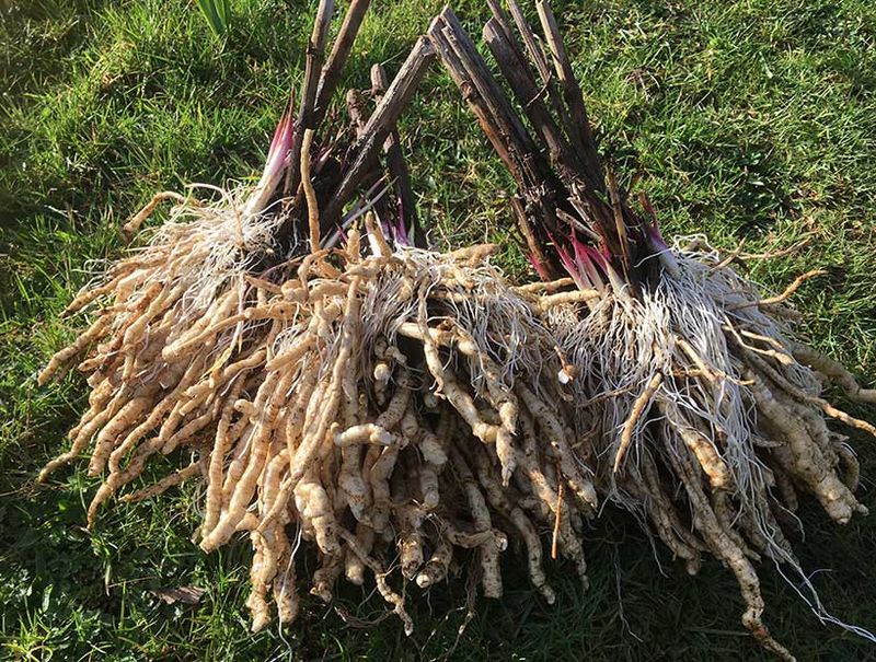 Skirret