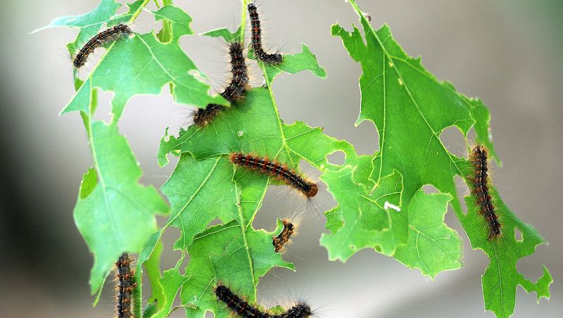 Gypsy Moth Defoliation