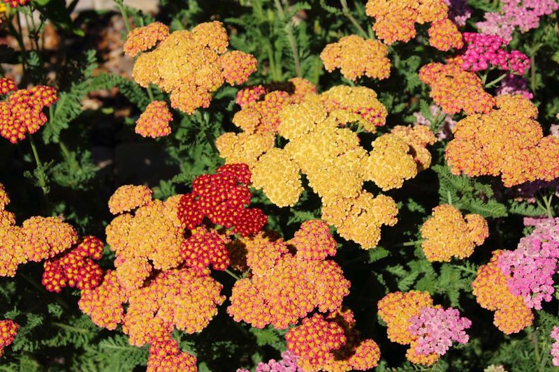 Yarrow