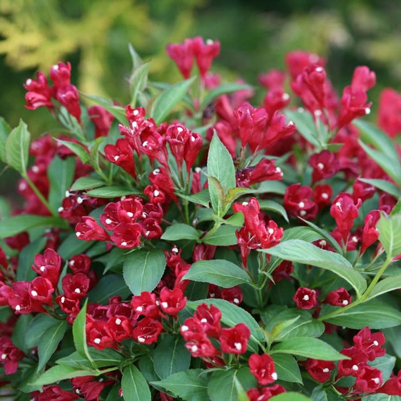 Weigela
