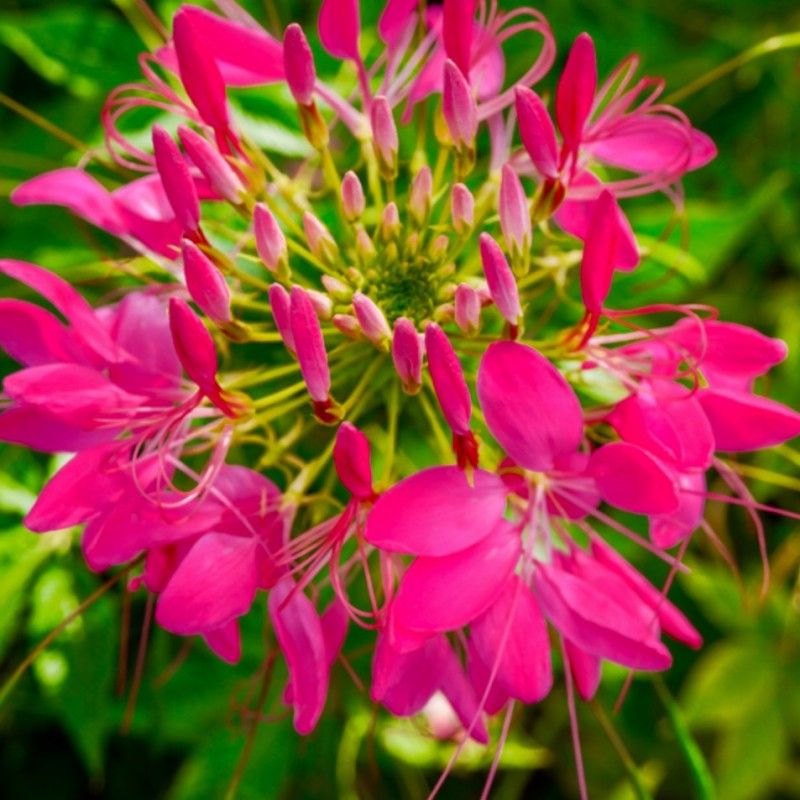 Cleome 'Cherry Queen'