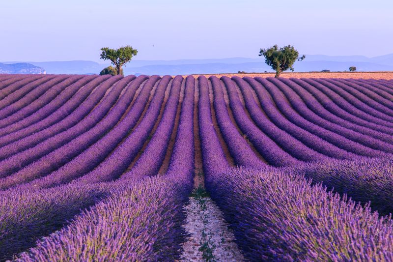 Lavender