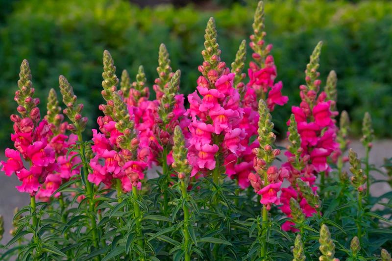 Snapdragons