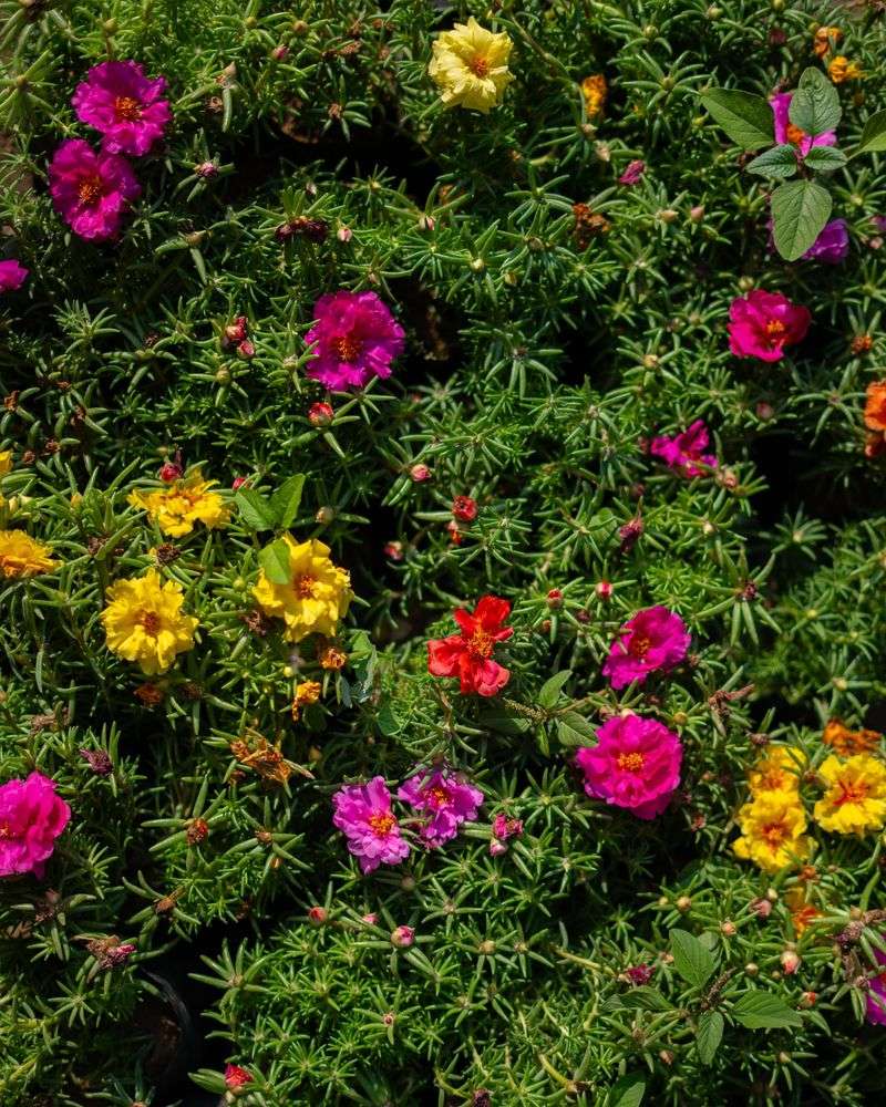 Portulaca