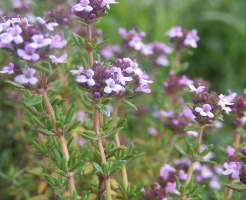 Thyme
