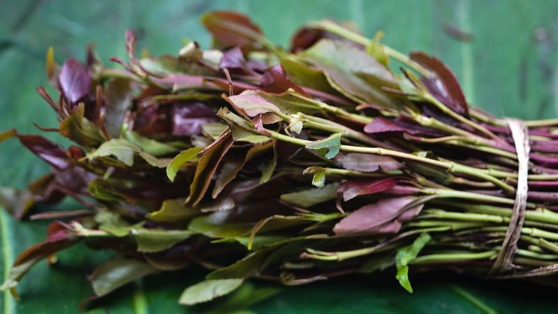Khat (Catha edulis)