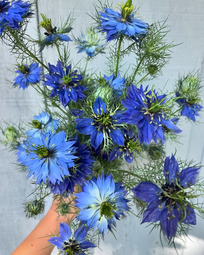 Love-in-a-Mist - Whimsical Garden Magic