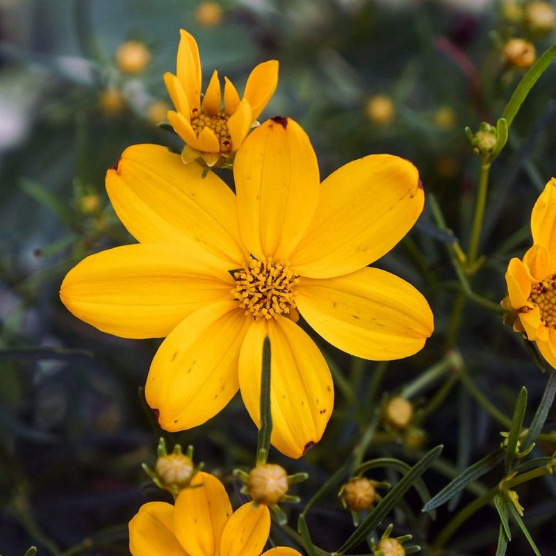 Coreopsis (Coreopsis verticillata)