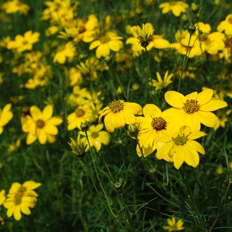 Coreopsis (Coreopsis verticillata)