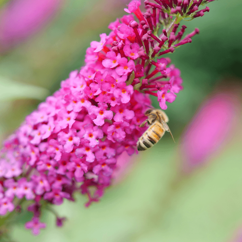 Butterfly Bush