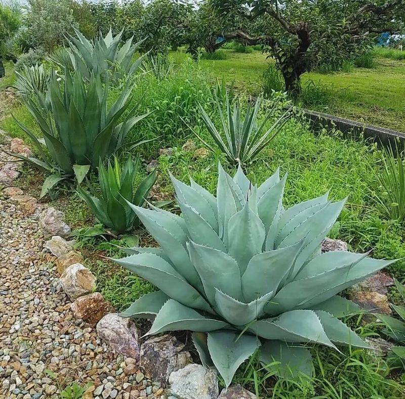 Agave