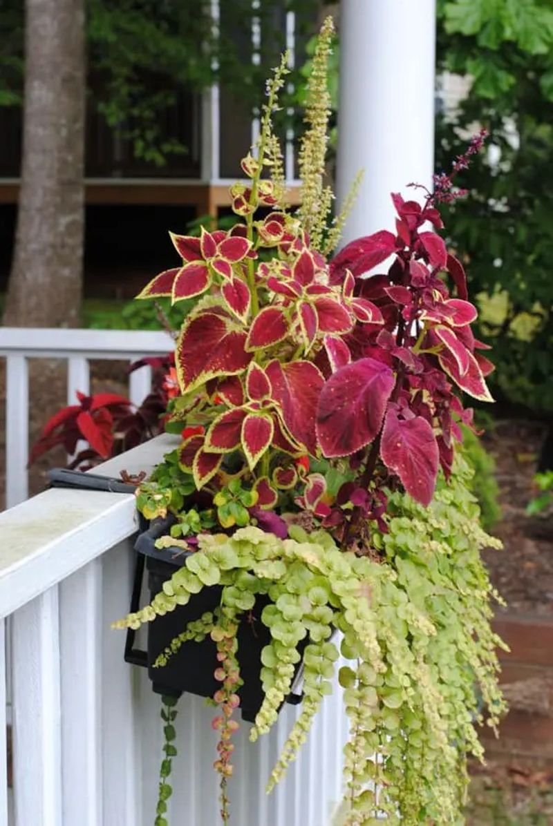 Coleus
