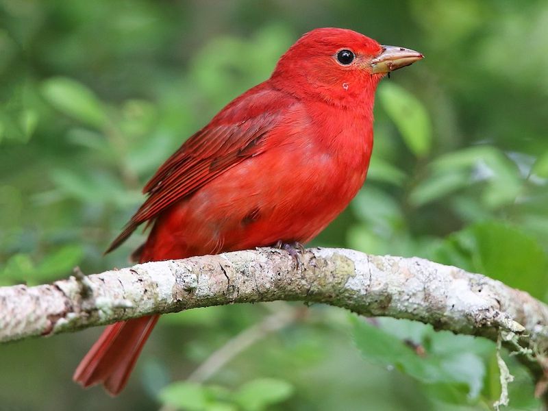 Summer Tanager (Piranga rubra)