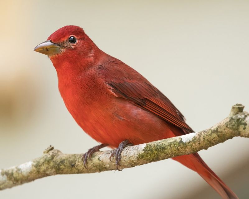 Summer Tanager