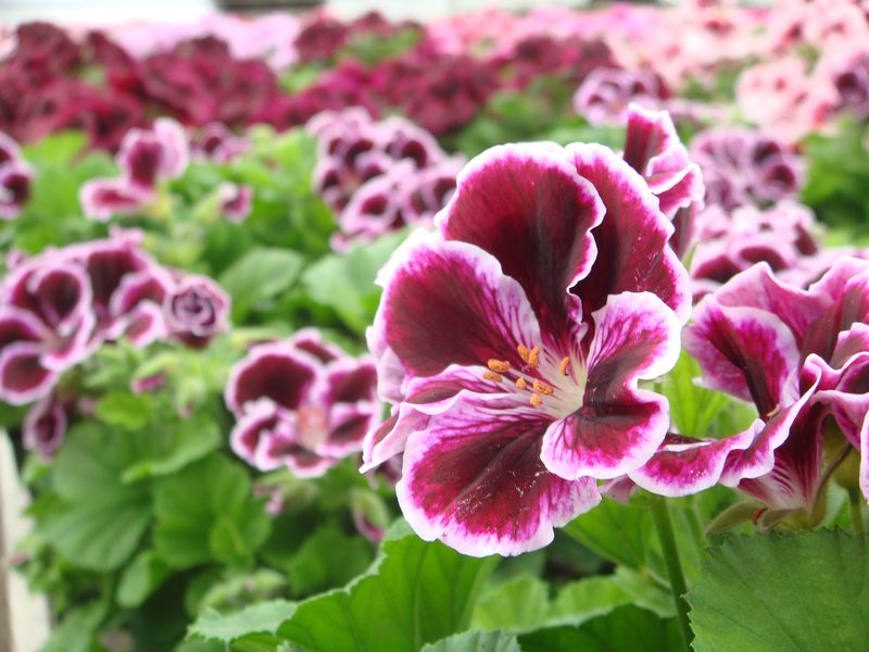 Regal Geranium
