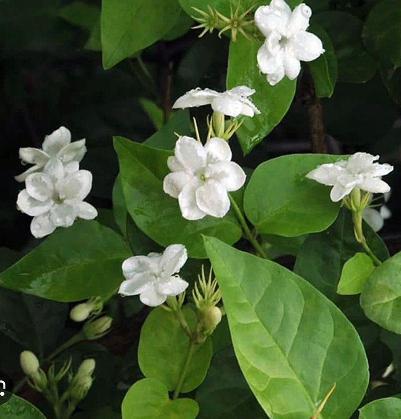 Jasmine Sambac (Arabian Jasmine)
