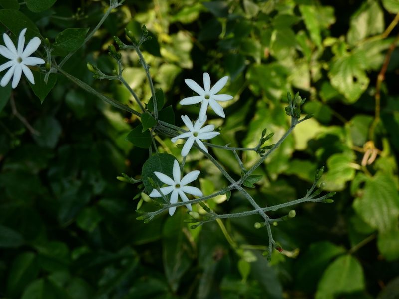 River Jasmine (Jasminum nymphaeifolium)
