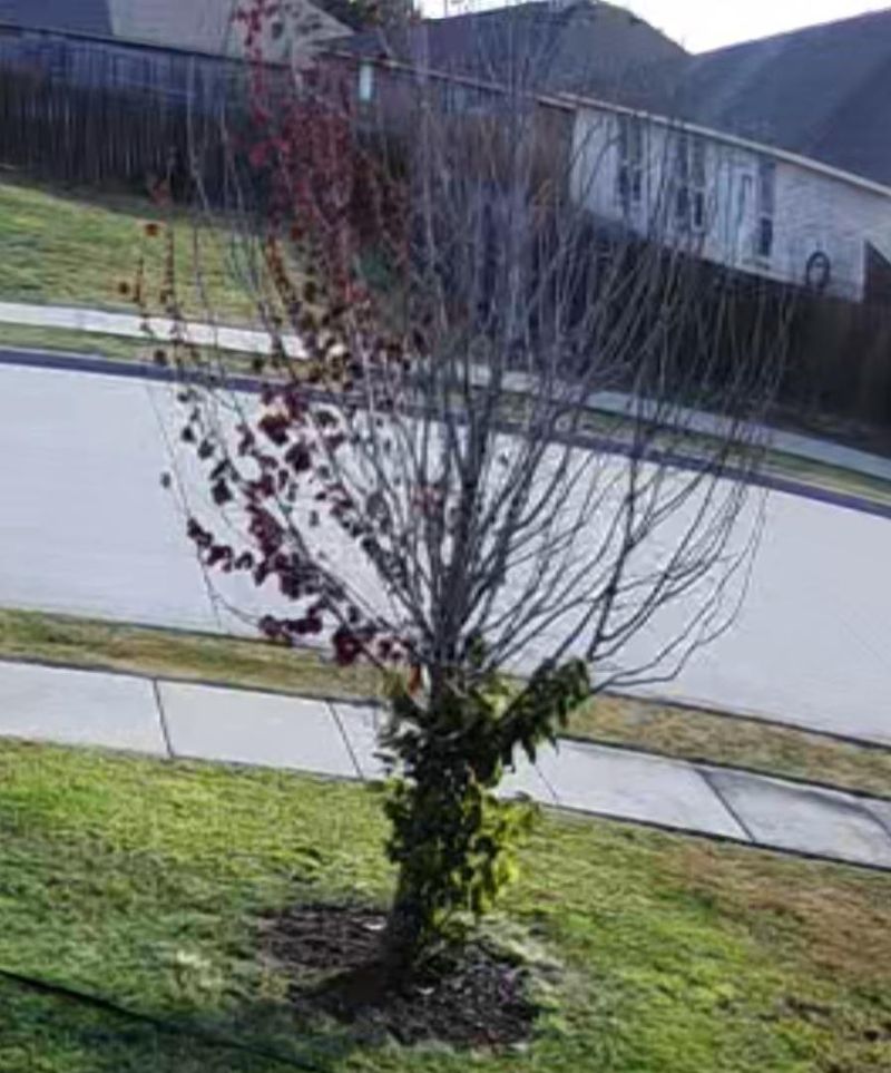 Unapproved Tree Removal or Planting