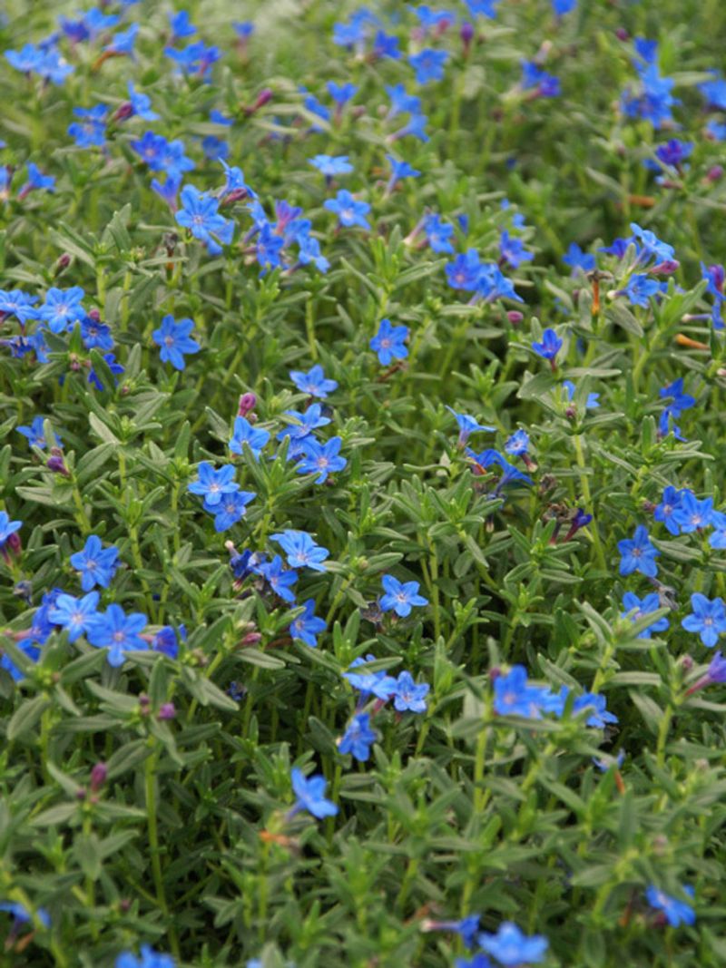 Lithodora – Evergreen carpet of true blue (acidic soil needed).