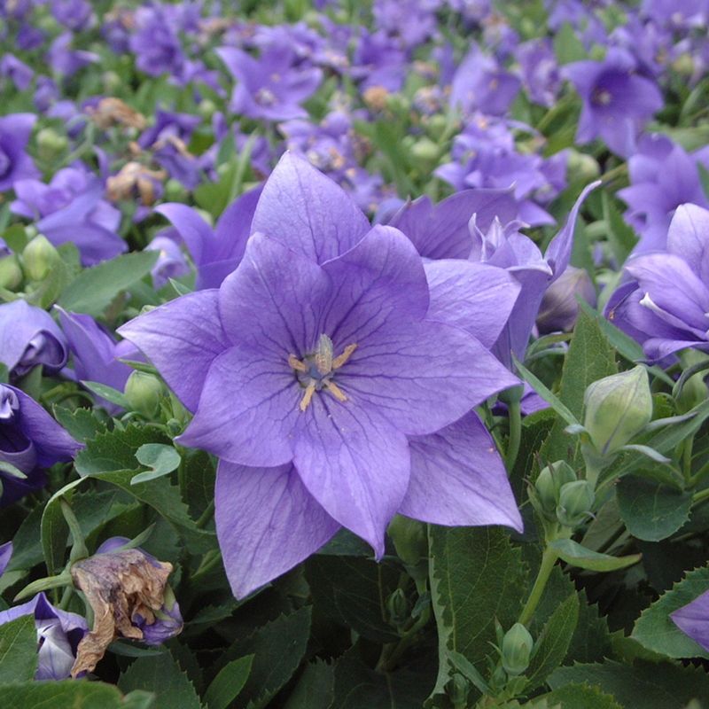 Balloon Flower