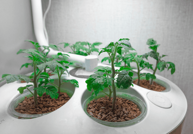 Hydroponic Tomato Growing