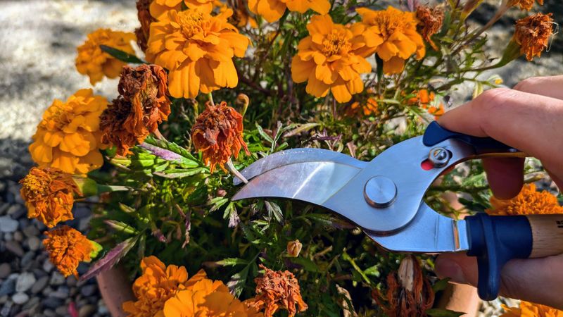 Nutrient-Boost Pruning