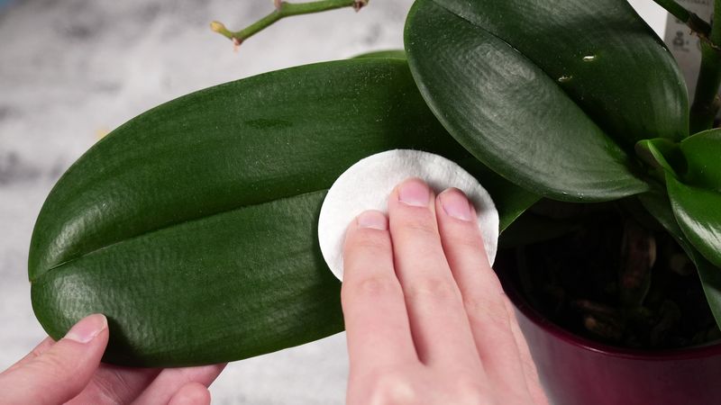 Leaf Cleaning Improves Photosynthesis