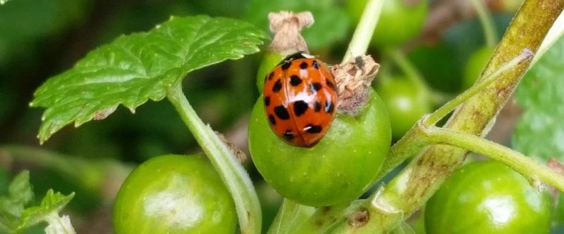 Secret 11: Beneficial Insects as Allies