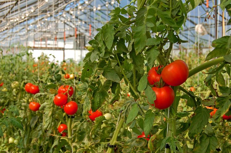 Secret 13: Greenhouses for Early Start