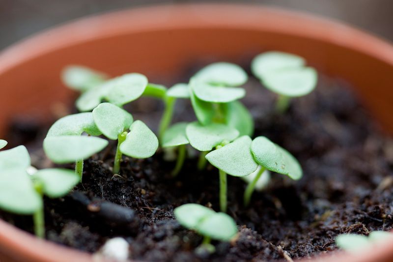 Secret 13: Sowing Seeds Indoors
