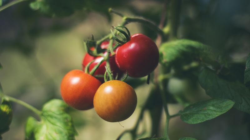 Secret 16: Vine-Ripening for Flavor