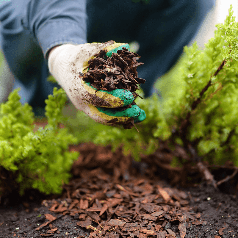 Secret 10: Mulching Benefits