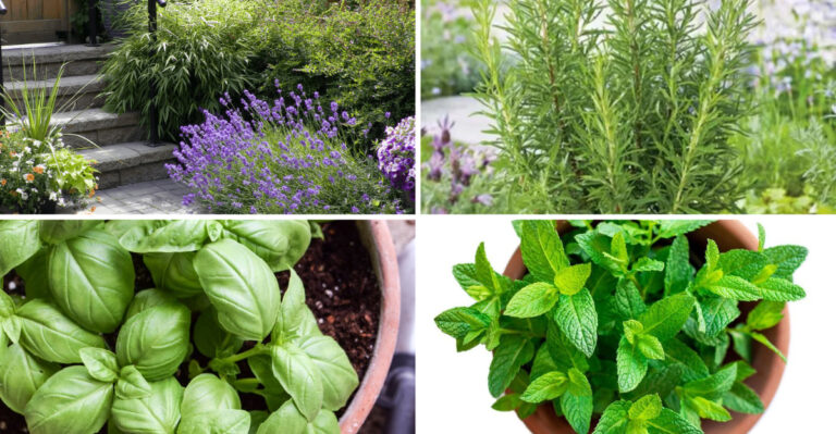 Secret Facts About 23 Patio Plants That Garden Centers Won’t Tell You