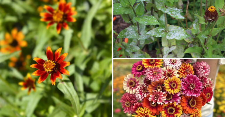 Secret Facts About Zinnia Care That Garden Centers Don’t Tell You