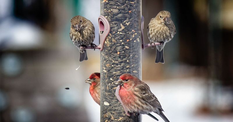 The Unseen Dangers of Dirty Feeders